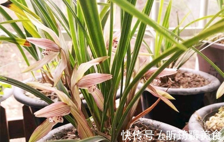 阳台上|兰花爱喝这种“催花水”，什么淘米水、过期药都不如它，简单实用