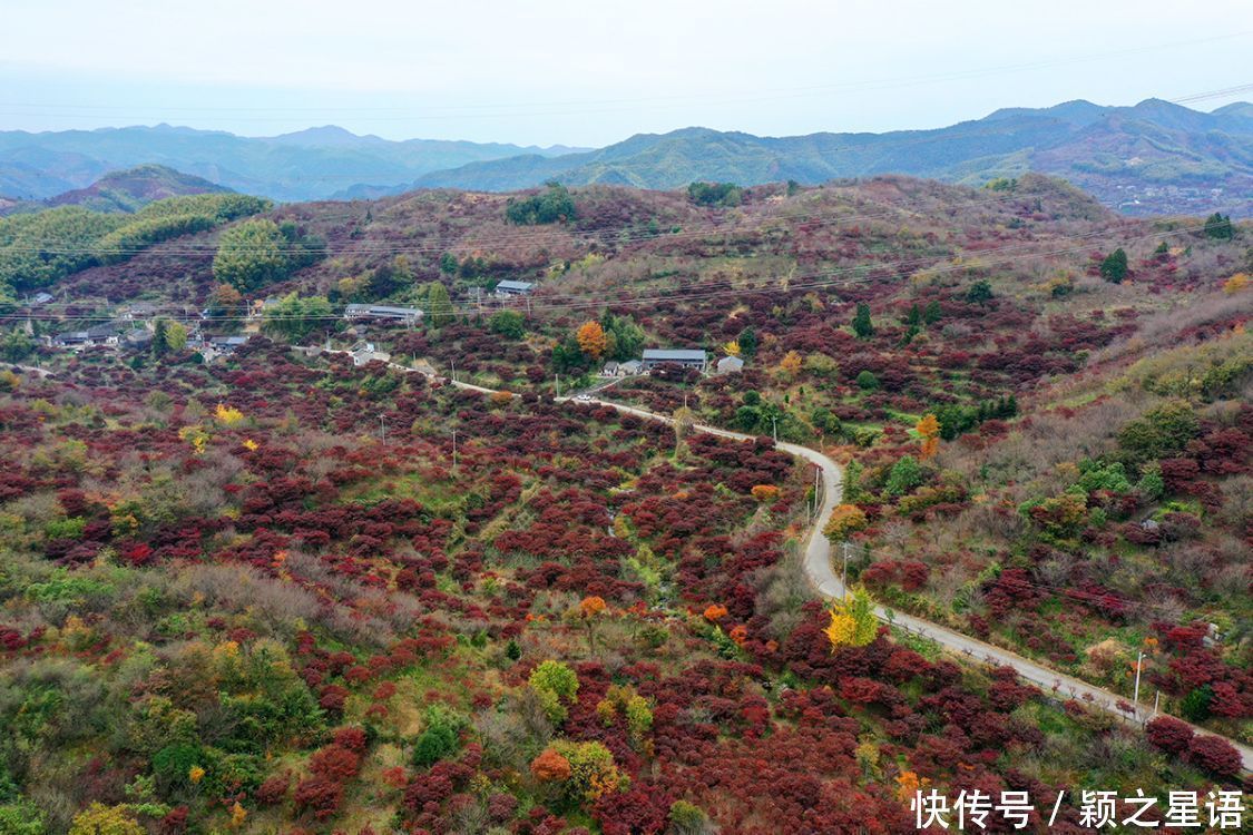  古树|红枫之乡古树成群，两棵金钱松被雷劈，又有两棵金黄参天