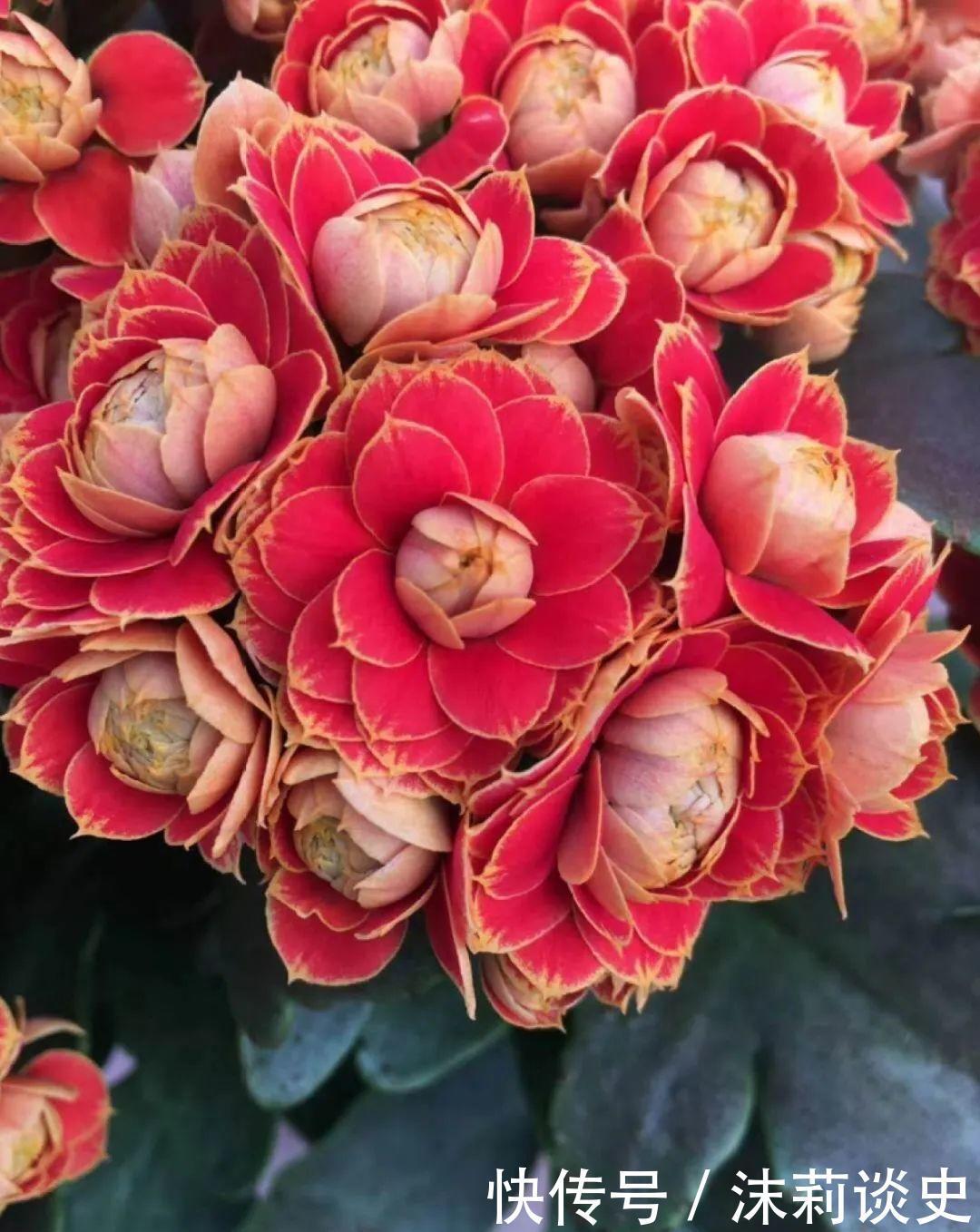 十大最受欢迎年宵花,学会挑选,才不上当