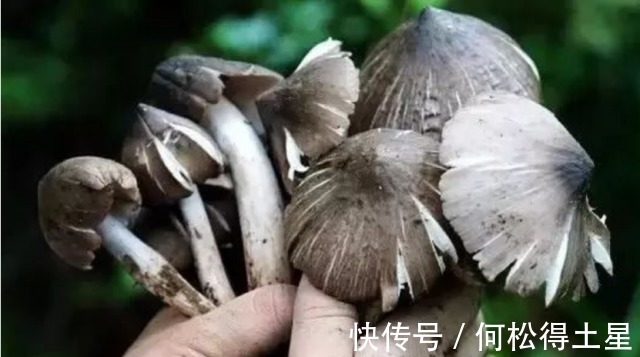 玉米地|风水宝地云南玉米地中突然出现40多窝鸡枞菌，到底是何原因！