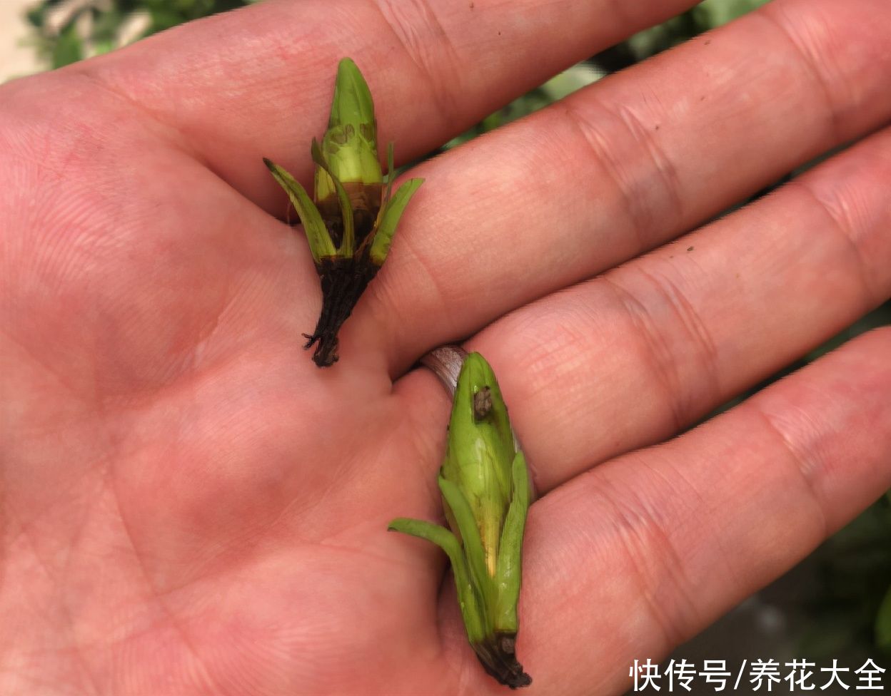 君子兰开完，会有3个“后遗症”，一定要重视