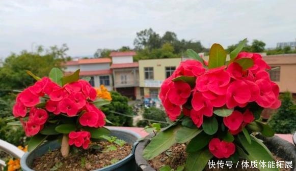 不喜欢太折腾,就养3种花吧,不管天气如何多变,都能长得旺!