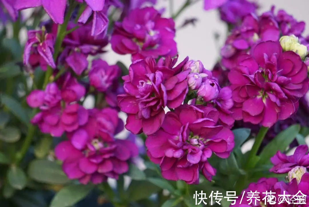 50种花春天播种,长满小院子,能开一整年