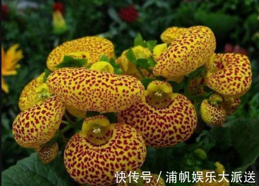 喜欢菊花，不如养盆“稀世之花”荷包花，似佳人伴舞，优雅美丽