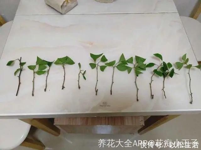 6月,最适合扦插的花,一插就活,大白根冒疯了