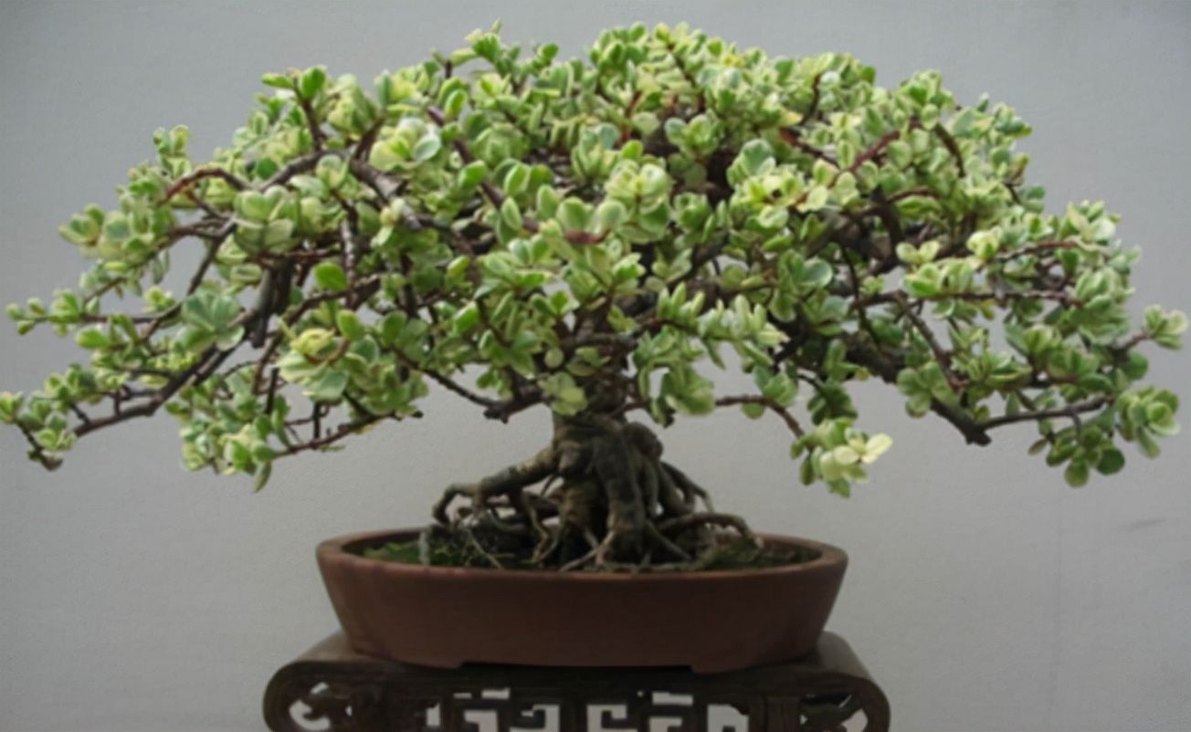 养金枝玉叶，冬天做好1个“保证”，记住“3合理”，长得也很快