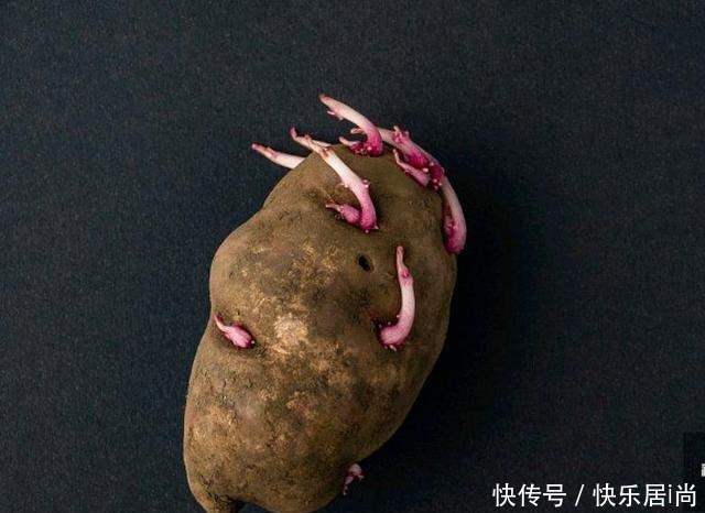 土豆芽能吃吗小贴士教你如何防止他发芽,你可以放心地储存土豆