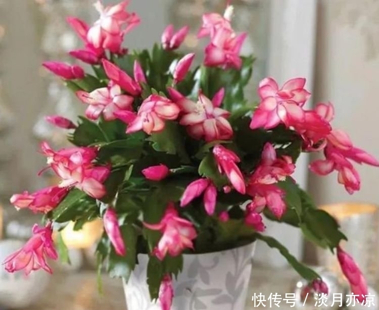 庭院选这几款花,花姿妖娆,花大多又艳,一开就是300多天!