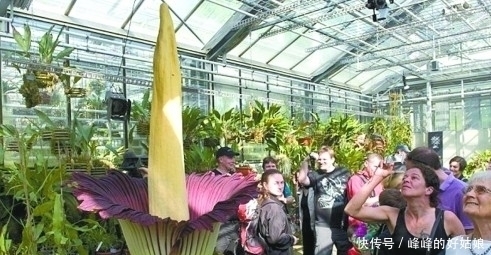 植物|一棵活了150年的植物终于开花了,然而却尸臭连连,望而却步