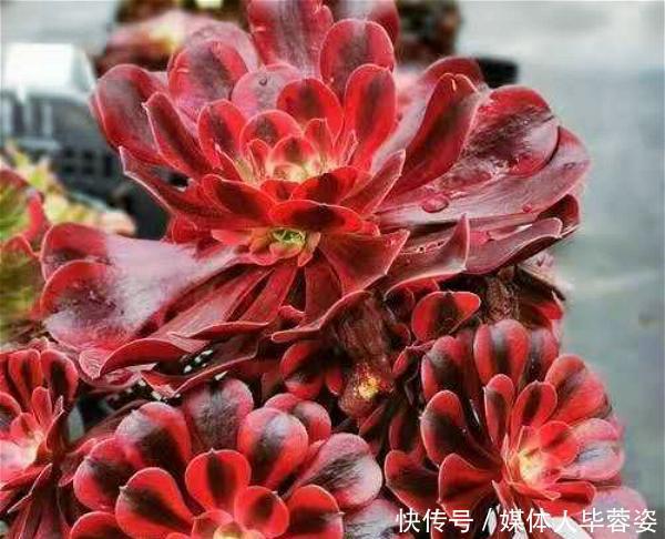 9种多肉,贵且难养,怕晒怕淋爱秃长,买了多半成鸡肋