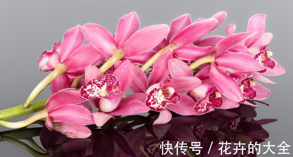 叶片|兰花中最好闻的大花蕙兰