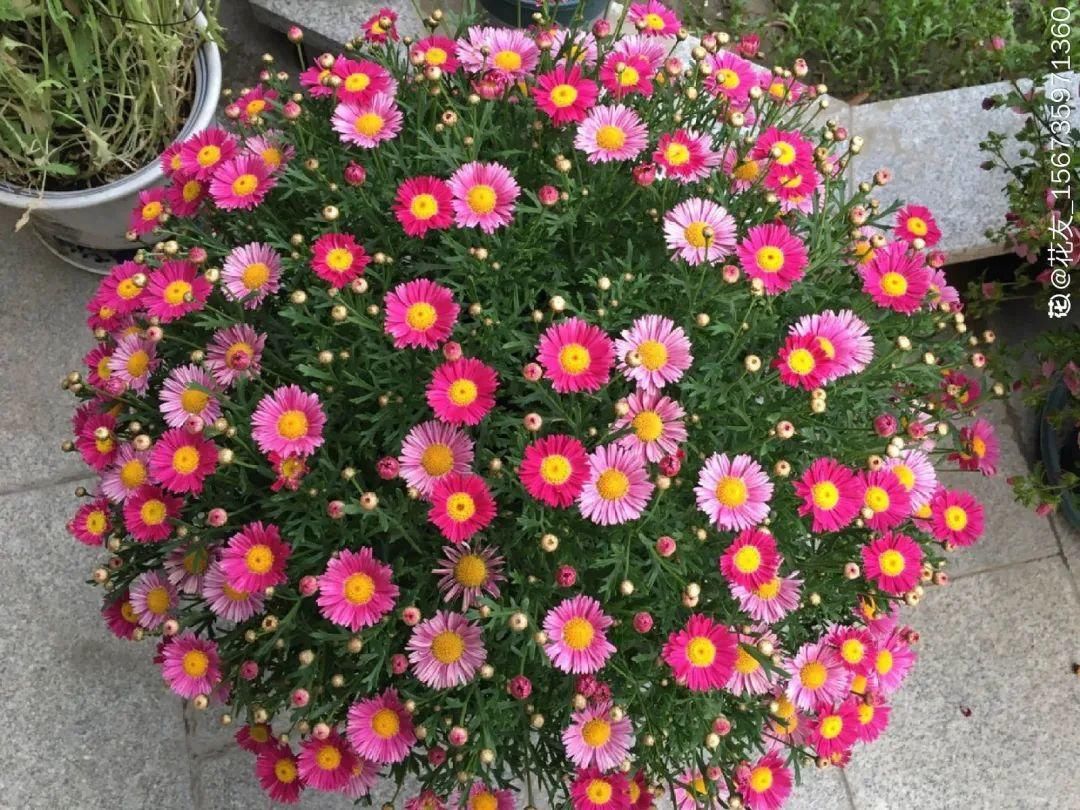 浇水|警惕秋老虎，别让你的花，度过夏天，却死在秋天