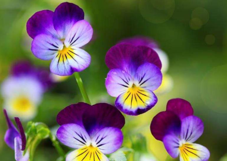 4种旺运花,吉祥添富贵,花朵多又艳,直接变成“小花园”!