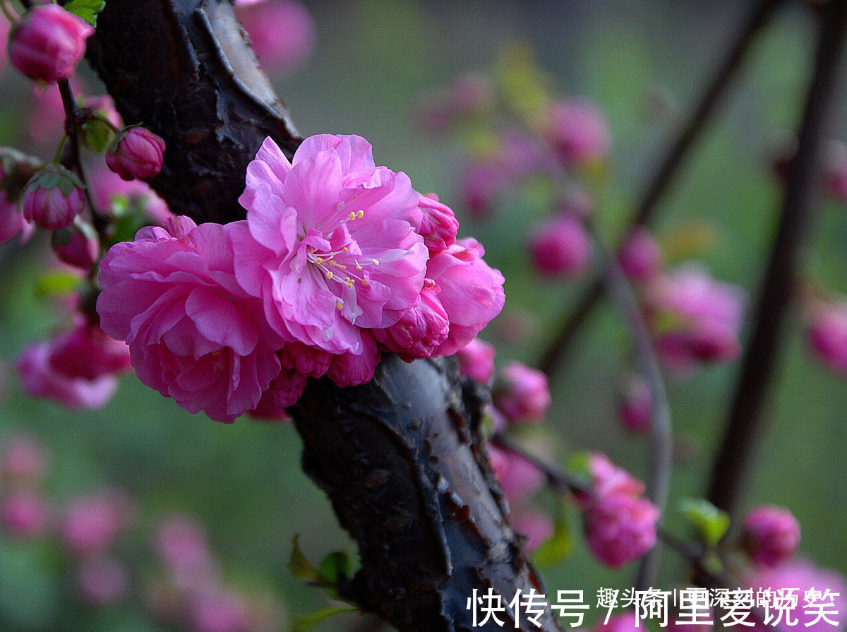 此花色彩艳丽枝叶茂密，给人一种欣欣向荣的美感，象征着春光明媚