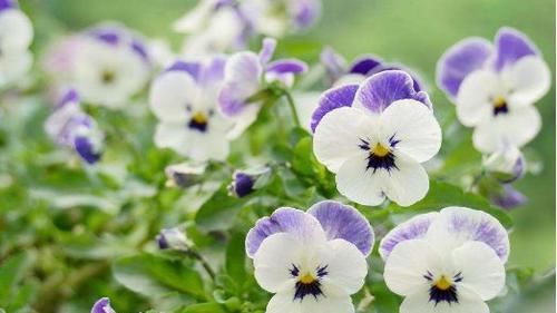 开花|最会开花的4款花,全年花开,花多易爆盆,种植简单,室内也能栽