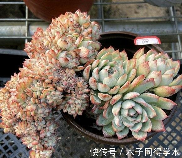 多肉植物|养好多肉分几步?2步就够,不要去模仿别人,技术是自己的