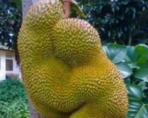 长得|这些“成精”的水果,忍了榴莲与苹果,这草莓你是要下蛋吗