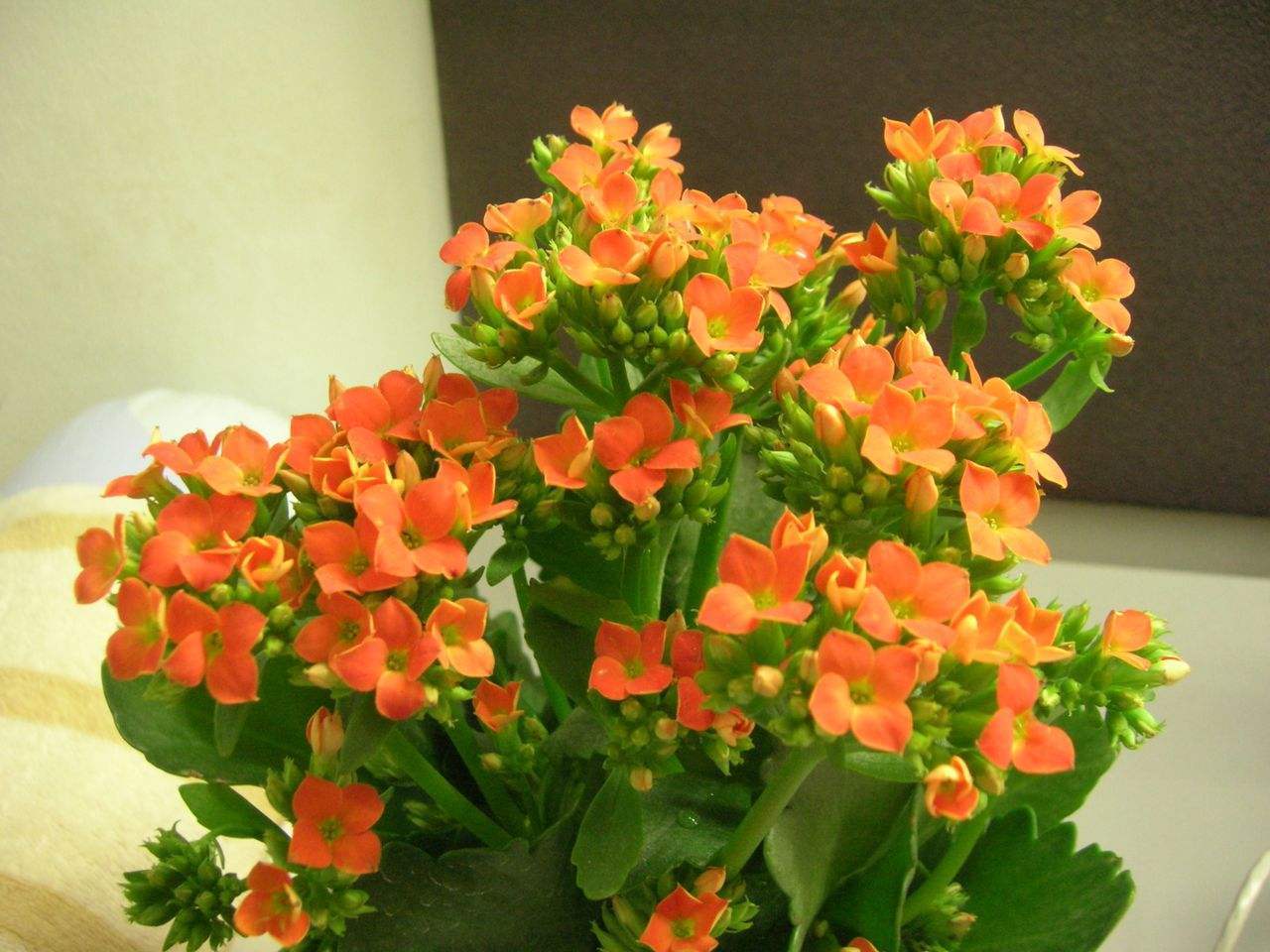 开完花的长寿花,适当给它“咔咔”剪几刀,长势更旺,很快又爆盆