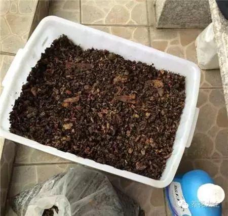 4种垃圾不会分类别担心,埋在花盆底,叶子绿得直滴油!