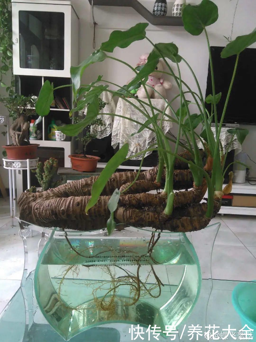 半死不活的花，扔水里，突然长疯了