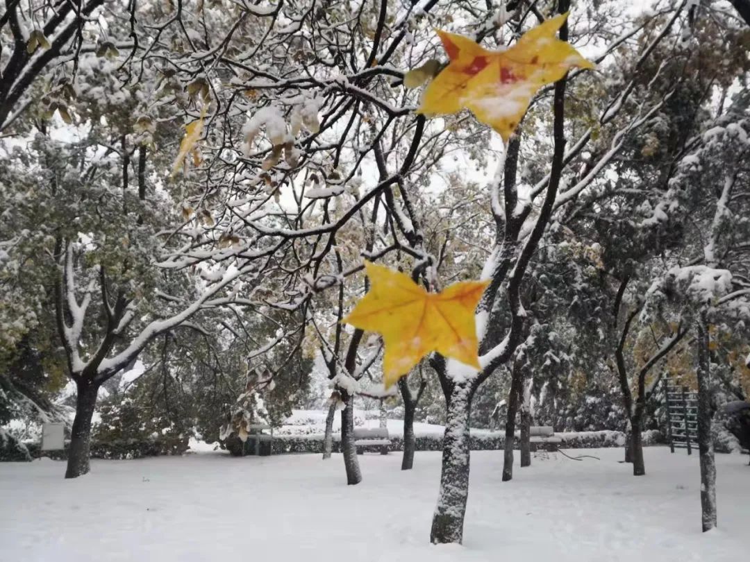 山东交通学院|千里一色！山东高校的“初雪”遇上“立冬”，浪漫绝绝子！