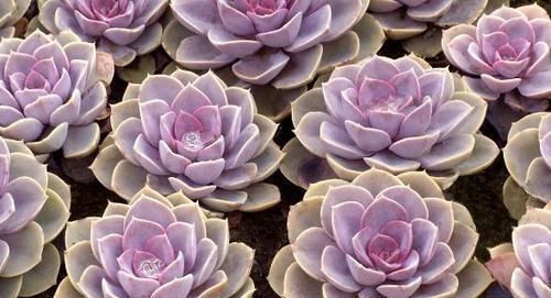 多肉植物|多肉叶子不着色，该怎么解决？做到这些，上色容易还格外好看