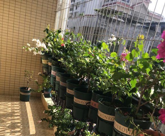 春天的三角梅,“这些操作”赶紧做,夏季枝叶更茂密,开花更多