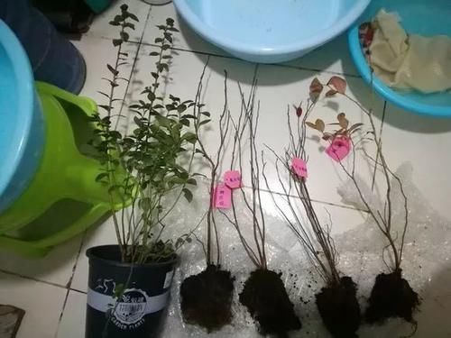 7种花冬天要“春化”，必须冻满1个月，不然落花落蕾不开花！