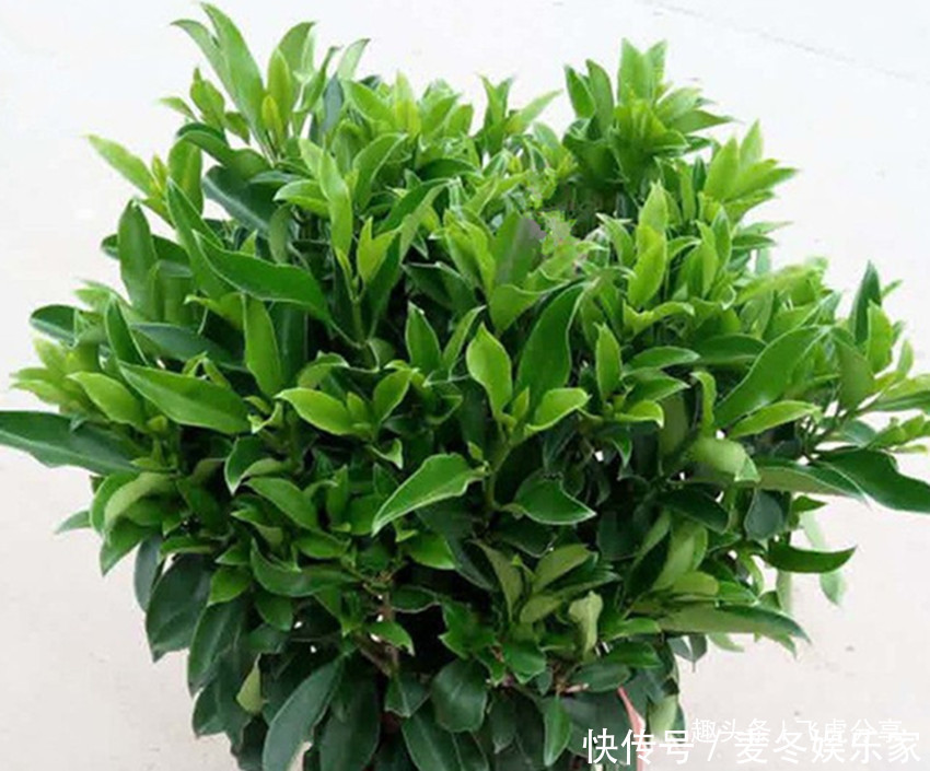 施肥|养花应注意,三种水不能浇,三种肥不能施,不然就会出问题