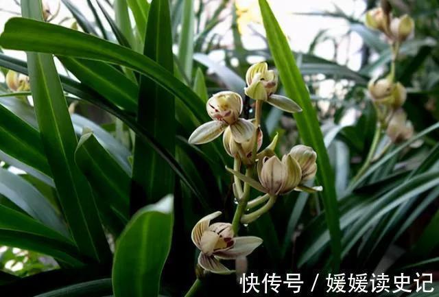 花卉|她养的兰花四季常开,艳丽又多姿,网友选对品种很重要