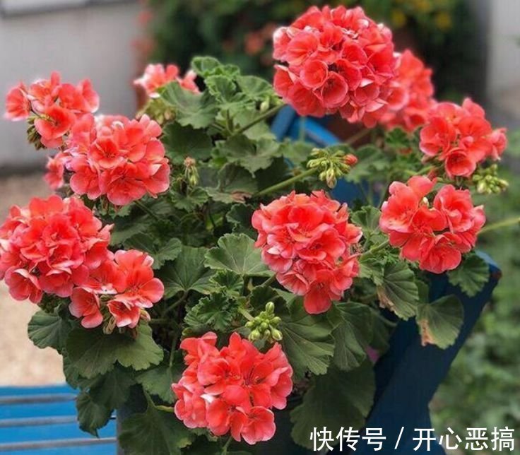 4种花自带财运,家里养一盆,开花就爆盆,不易生病好养护