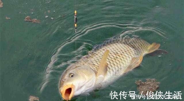钓鱼|鲤鱼太狡猾不咬钩下次记得用上这招,它再狡猾也会忍不住咬钩