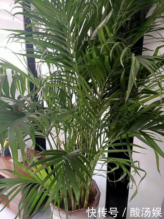 3种旺家花卉,养人养身心,家里有老人更要养