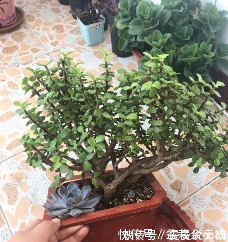 枝条|扦插金枝玉叶，用1招，长根快，成活率高达99%