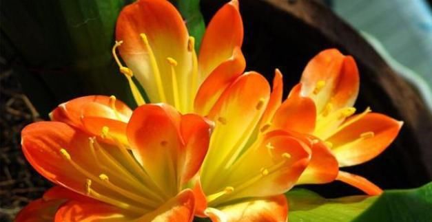  君子兰的养殖方法8大要点