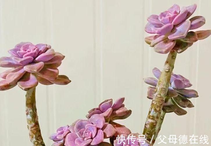 6种大普货多肉,真的好养易出状态,秋冬上色后超级漂亮