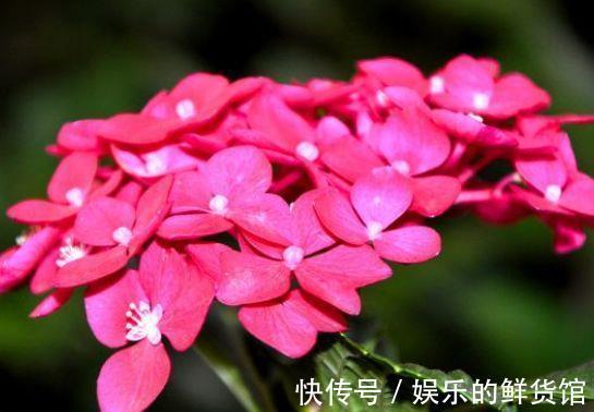 藏红花|从8月28日开始，家养此款花卉，一年多季开花，花朵清新优雅