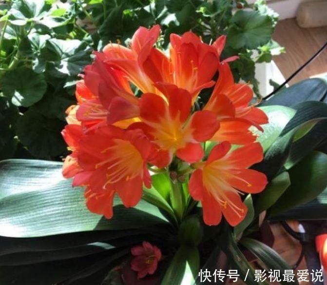 度夏|新手养君子兰,度夏注意4件事,不再烂根烂叶,安稳过夏天