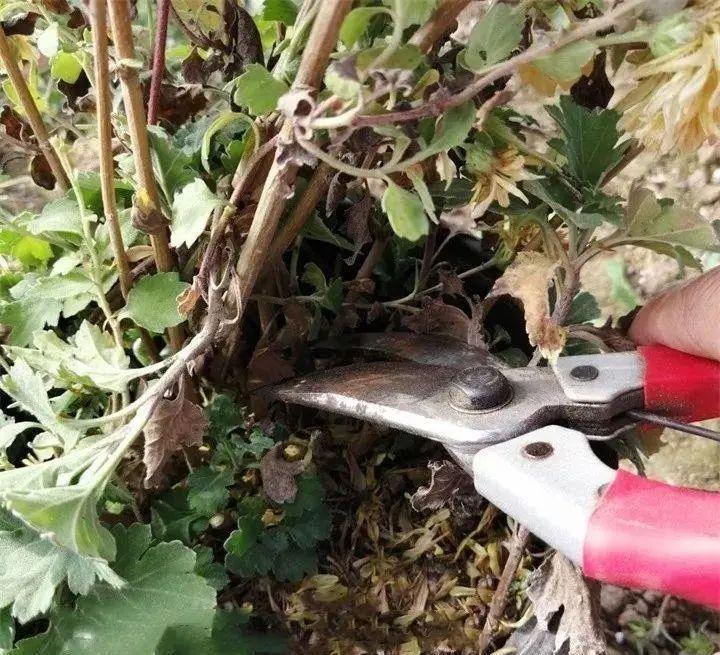 10种花，现在抓紧剪，更抗冻、好过冬！