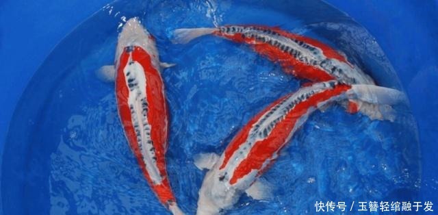 初恋|锦鲤虐我千百遍,我待锦鲤如初恋,养锦鲤是个坑,而且大坑套小坑