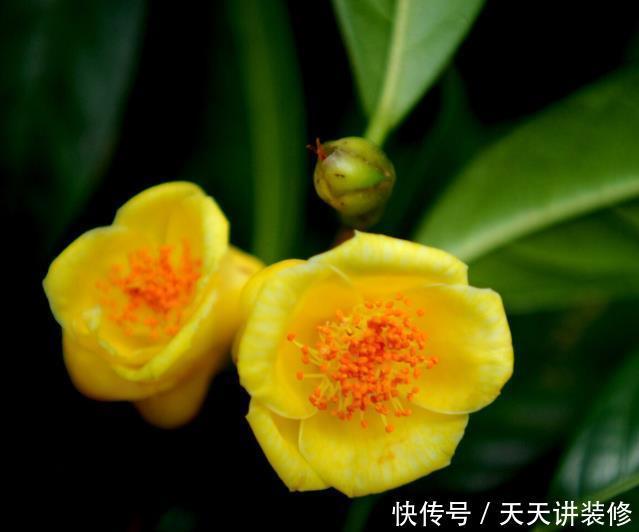 家中若有带院子的房子，建议栽种3种观赏树，小投入，大收获