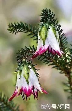 神奇!这个开花树居然可以长成这样震撼世人!真是太美了