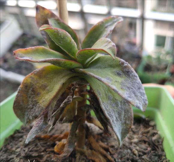 多肉|夏天养多肉,3个“痛点”别忽视,肉肉难长大,摊大饼,难度夏