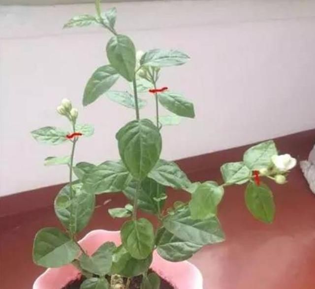 天气热，3种花适合扦插，温度越高生根越快，养护简单