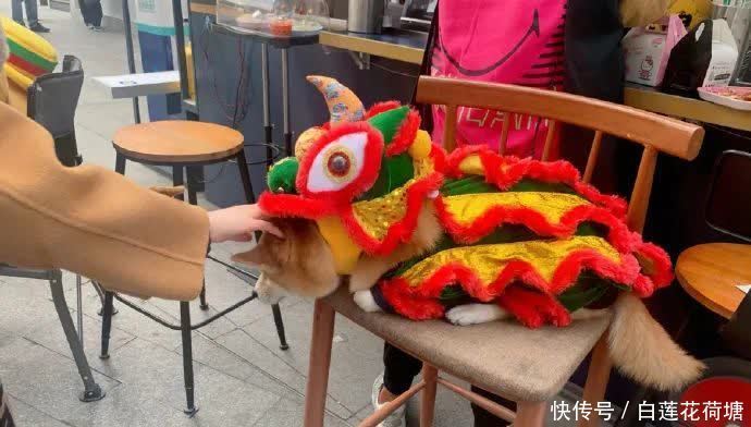 宠物|首届宠物cos大赛火热进行中,请选出你最喜欢的一位