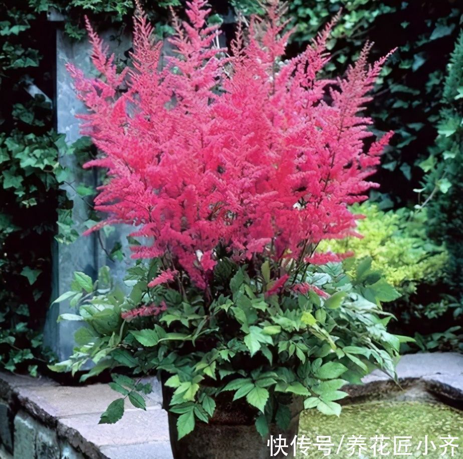 植物|想在北阳台养花不想加补光灯，养6种花，保证长势好，而且能开花