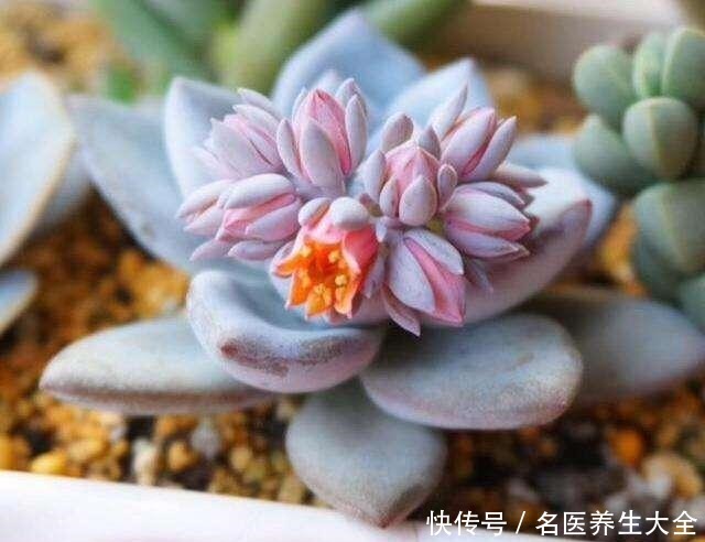 这些多肉都是“金贵货”,别去摸,摸了就变丑!