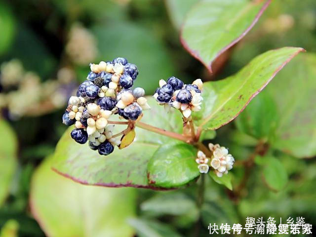 清熱解毒|曾經(jīng)農(nóng)村娃摘來(lái)解饞,形似木炭卻用處大,遇到這種野草請(qǐng)多珍惜