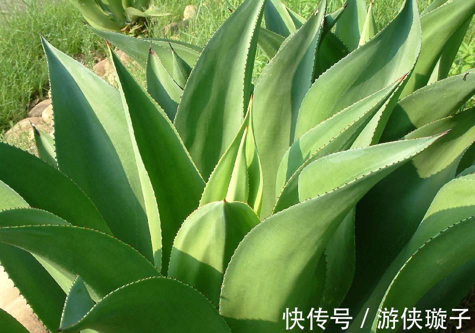 养花试试这几款,可净化卧室里的废气,提供新鲜空气