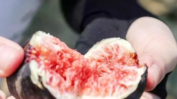 无花果|买这水果,就要挑“烂”的买,新鲜的不要,果店老板越烂越好吃